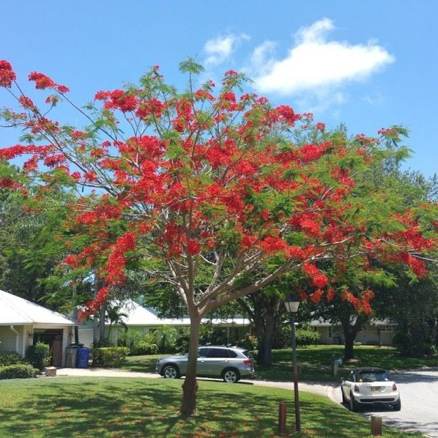 Beautiful Flowering Tree