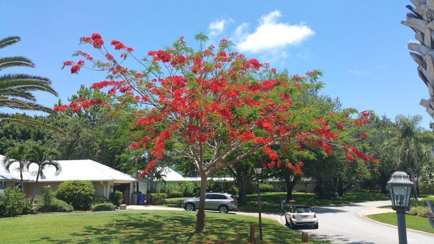 Beautiful Flowering Tree