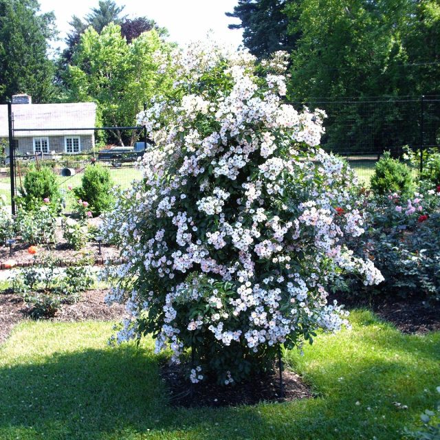 White Beauty