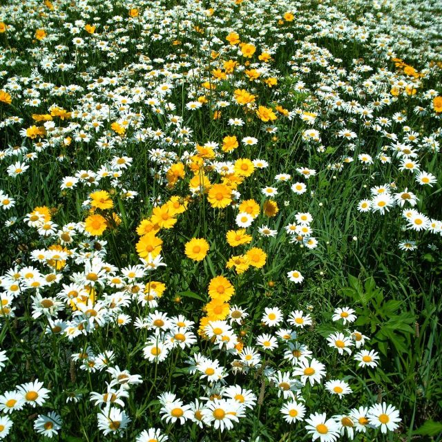 Daisies Of The Field