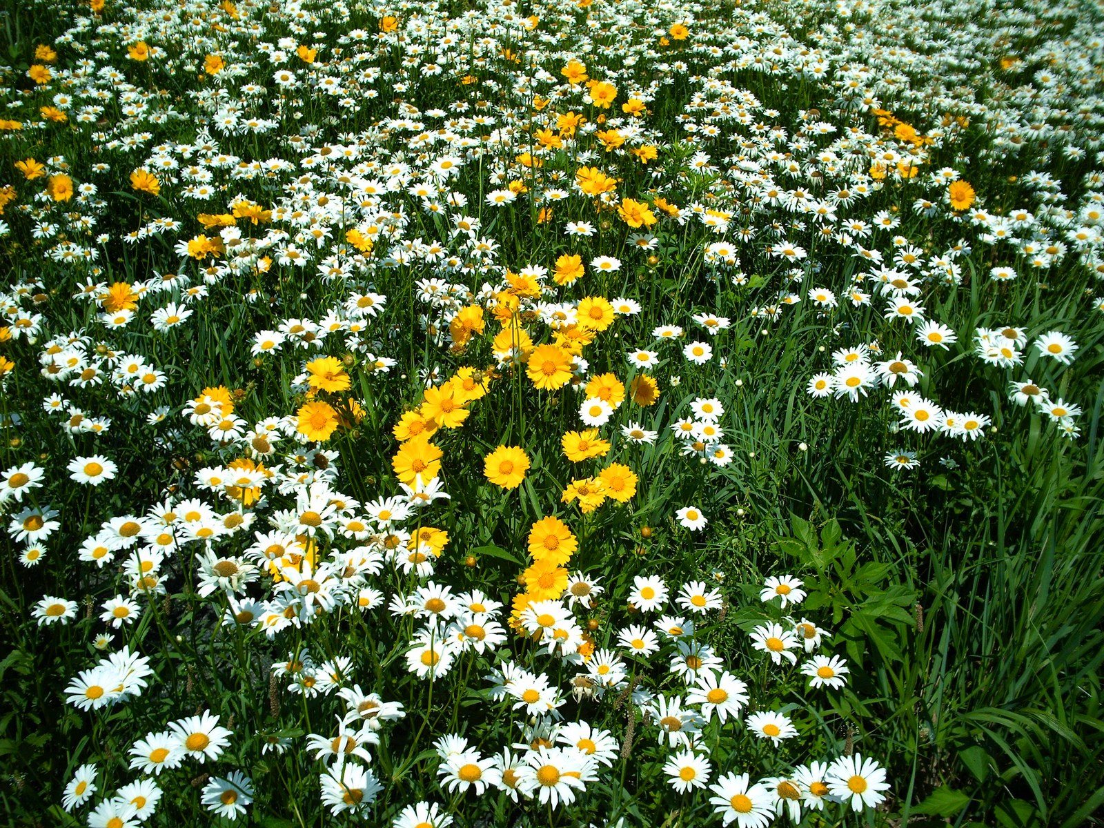 Daisies Of The Field