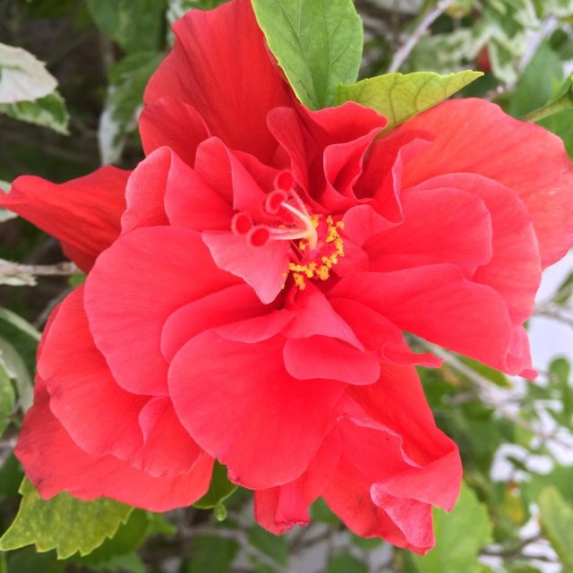 Hibiscius