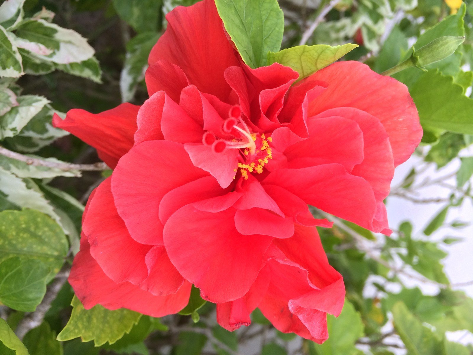 Hibiscius