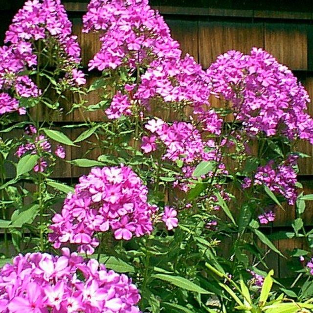 Phlox