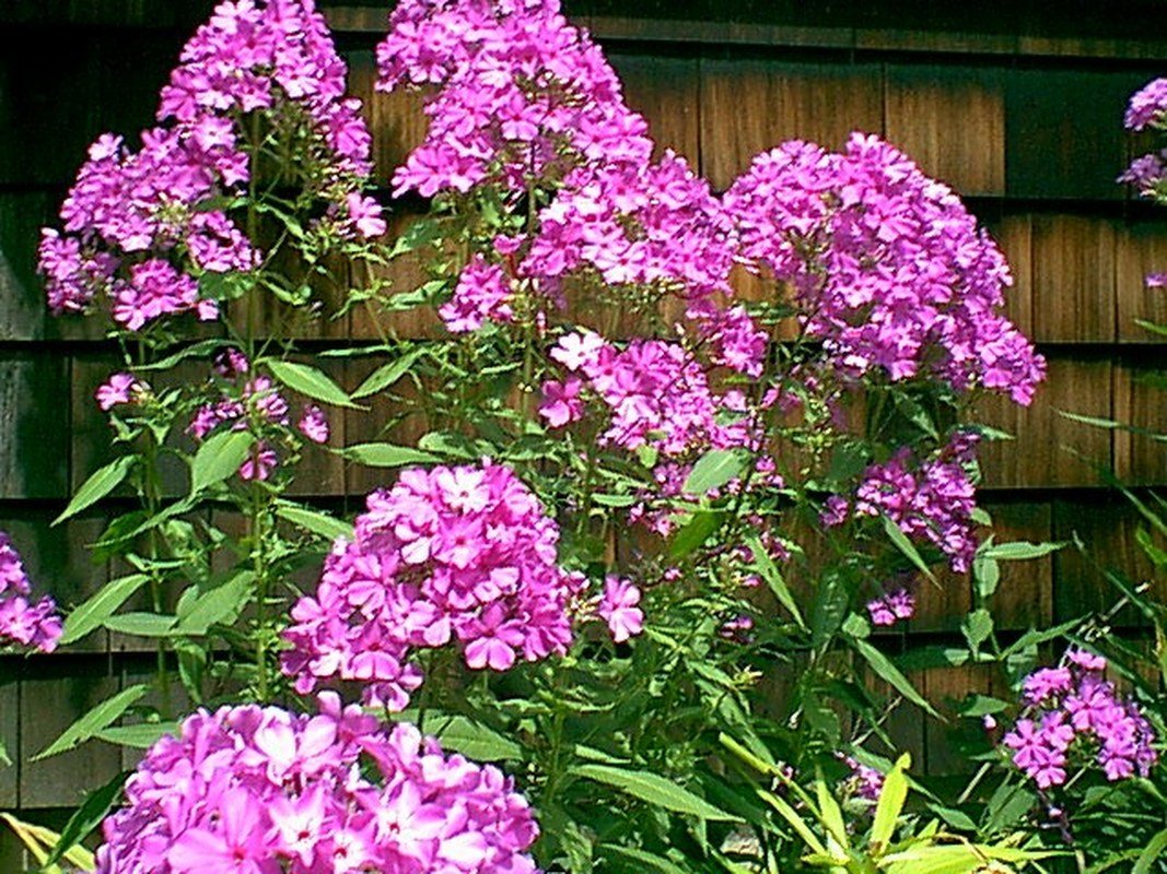 Phlox