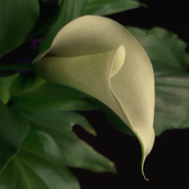 Calla Lily