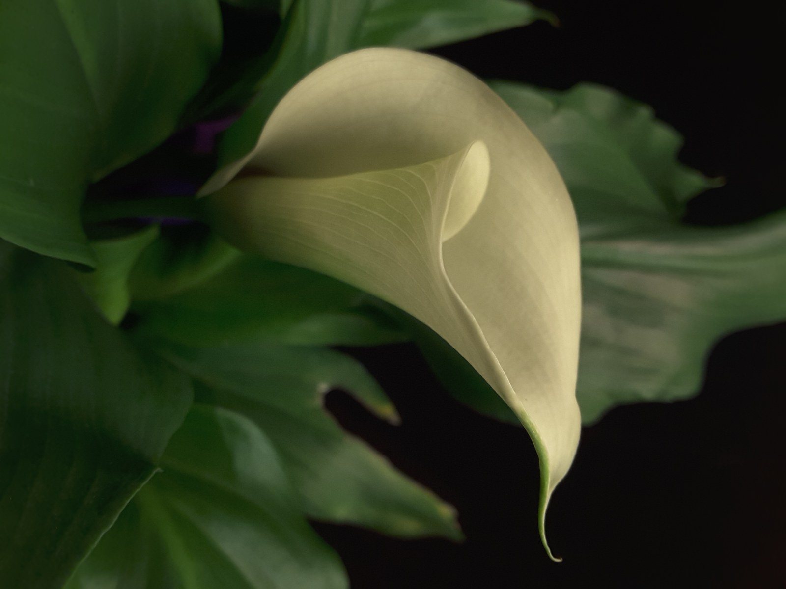 Calla Lily