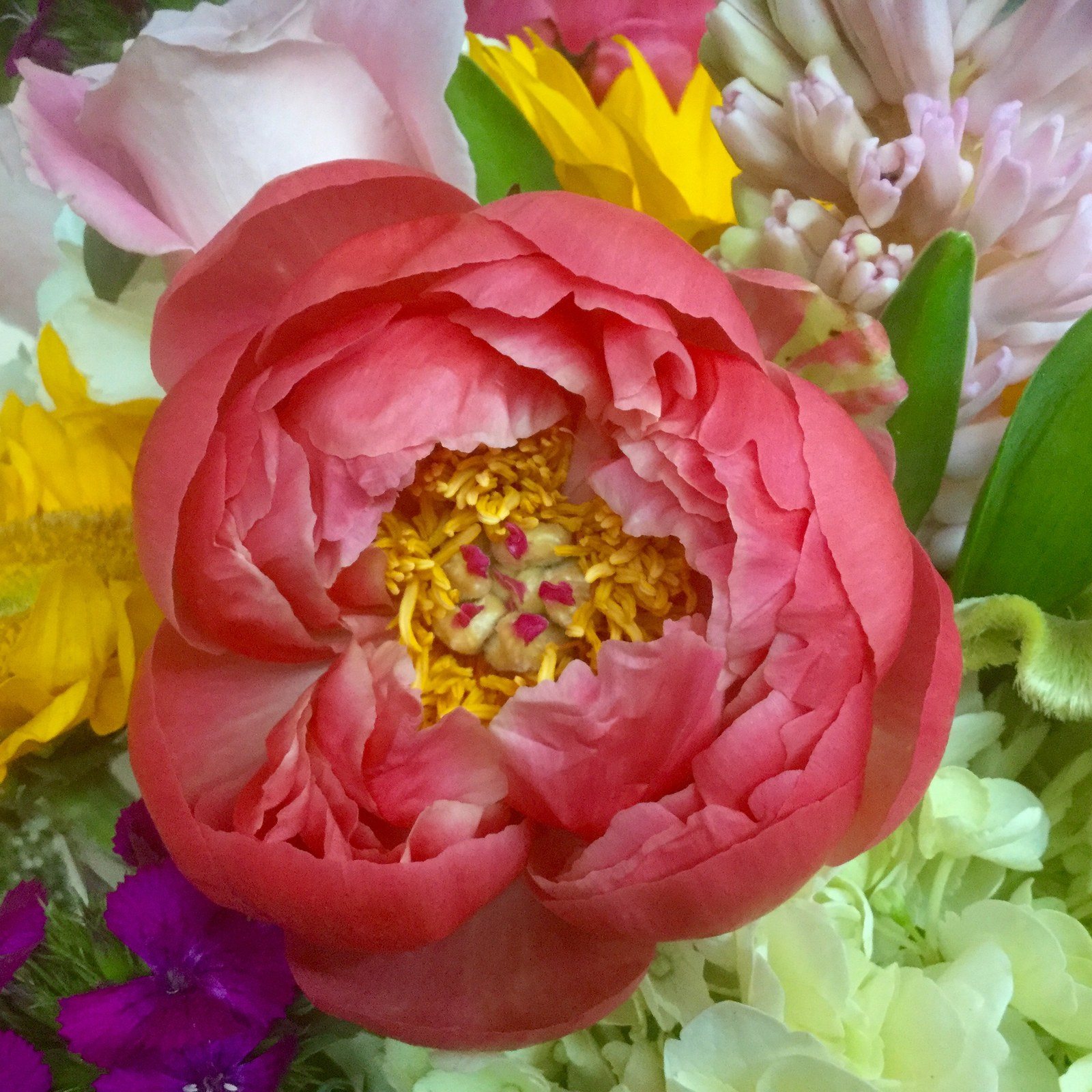 Perfect Peony
