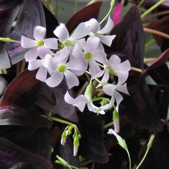 Oxalis