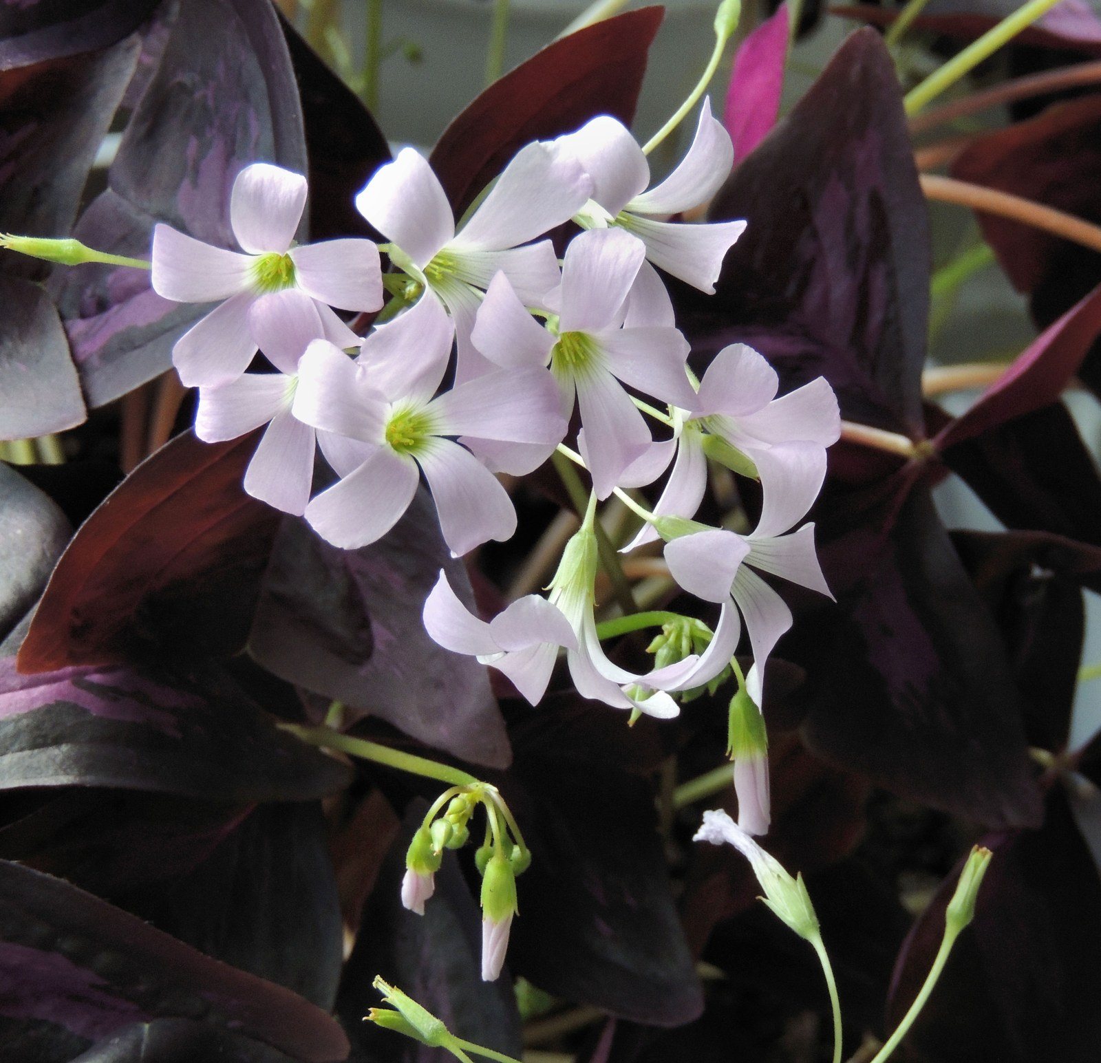 Oxalis