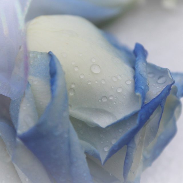 Dawn's photo