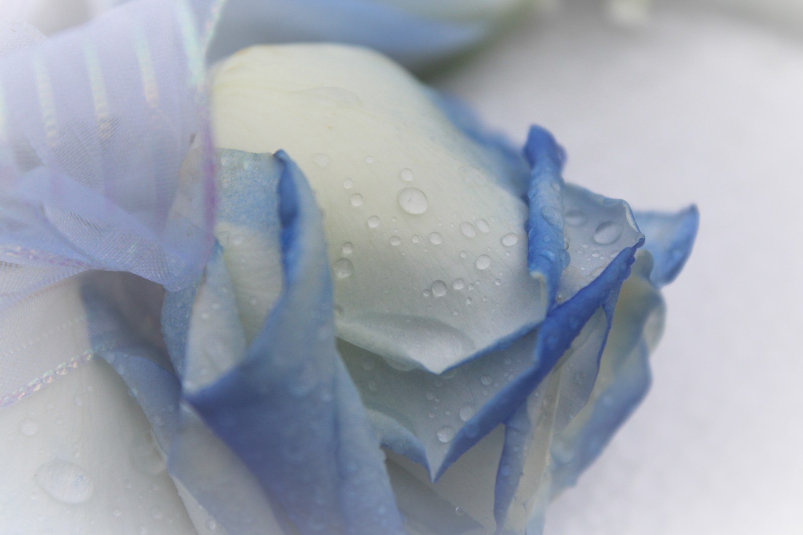 Dawn's photo