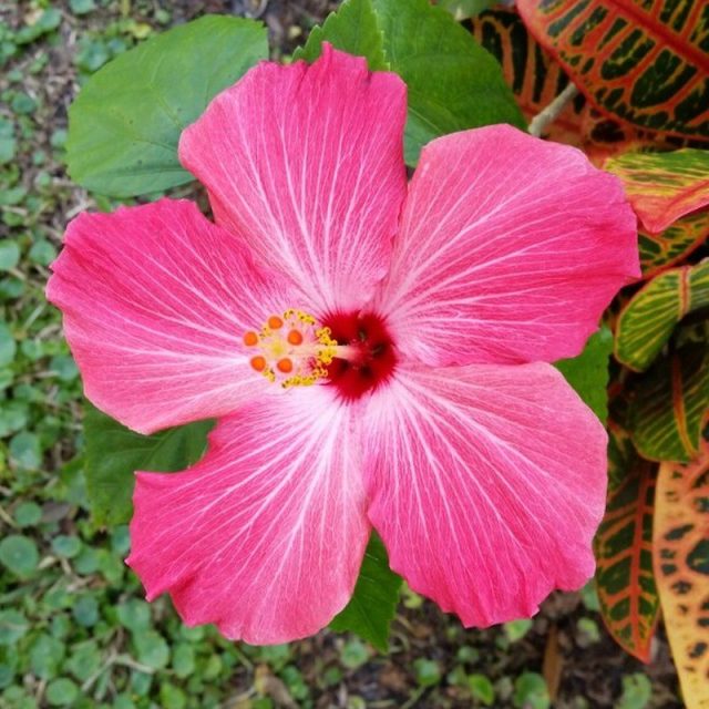 Burst Of Beauty