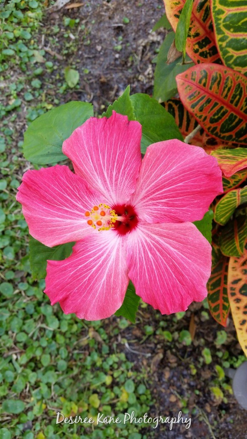 Burst Of Beauty