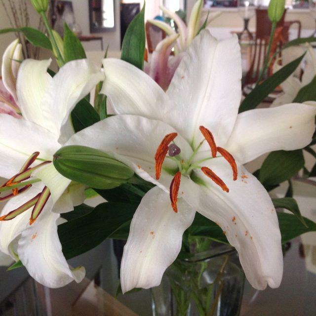 Lilies In Vero