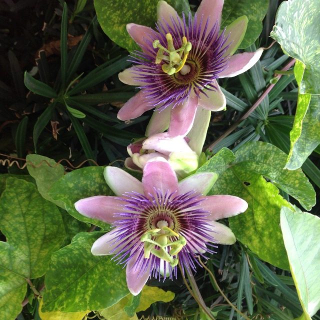 My Vero Vine