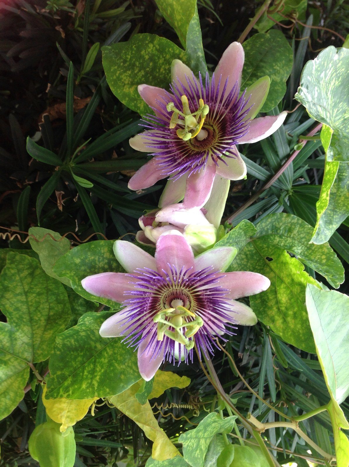 My Vero Vine