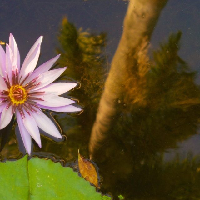 McKee Garden Water Lilly