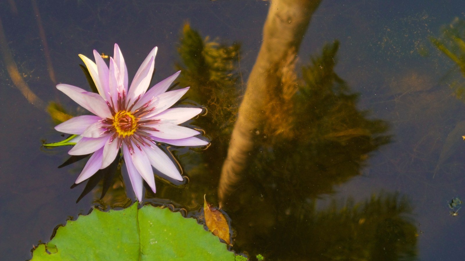 McKee Garden Water Lilly