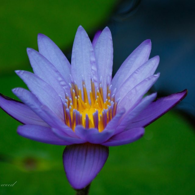 Lilly Captured In The Morning.