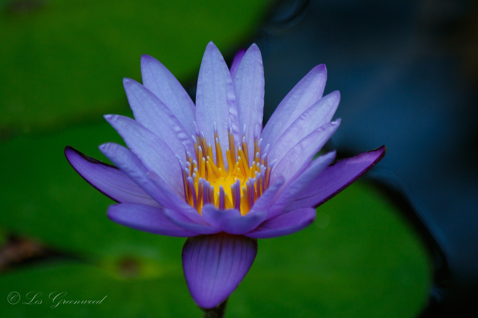 Lilly Captured In The Morning.