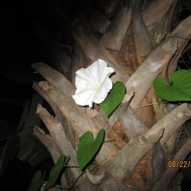 White As The Moon