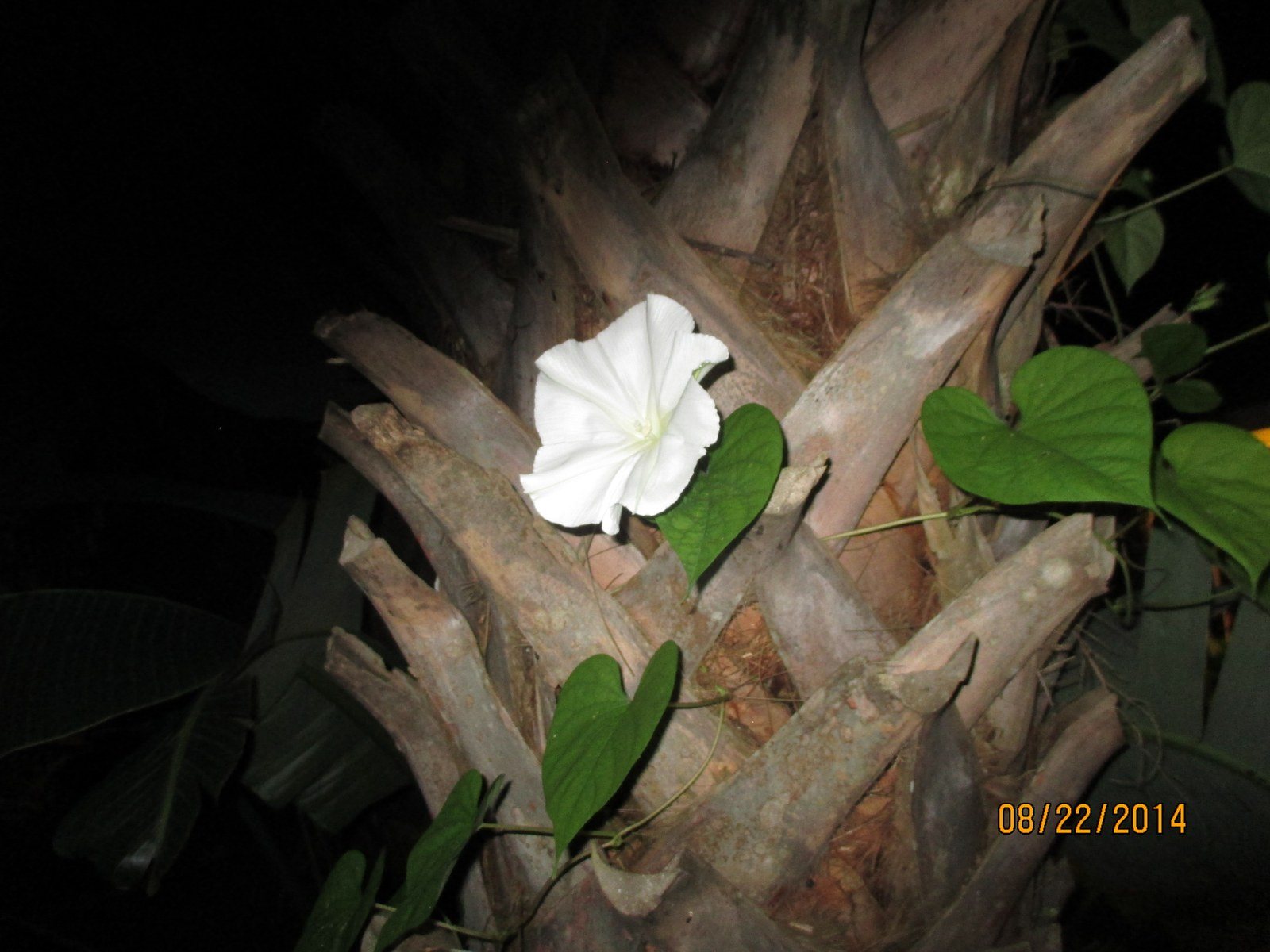 White As The Moon