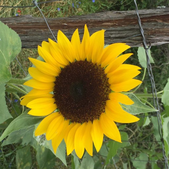 Texas Sunflower