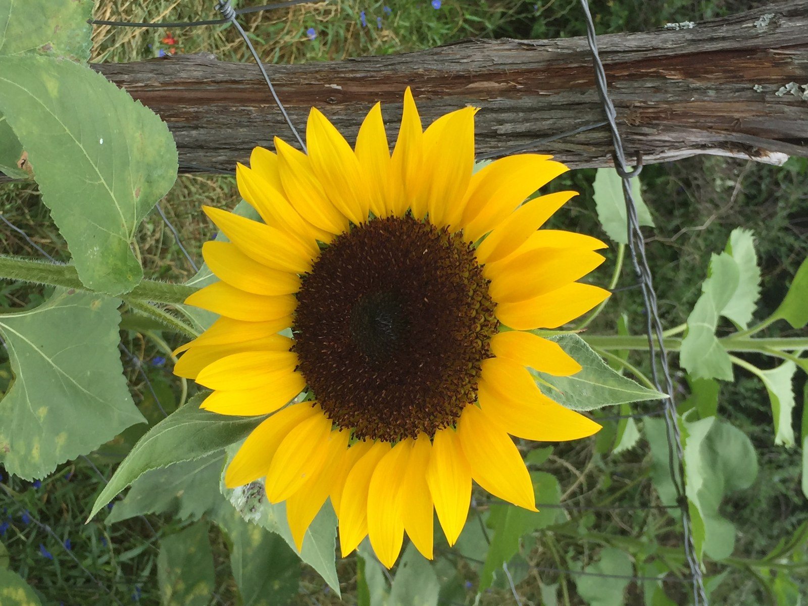 Texas Sunflower