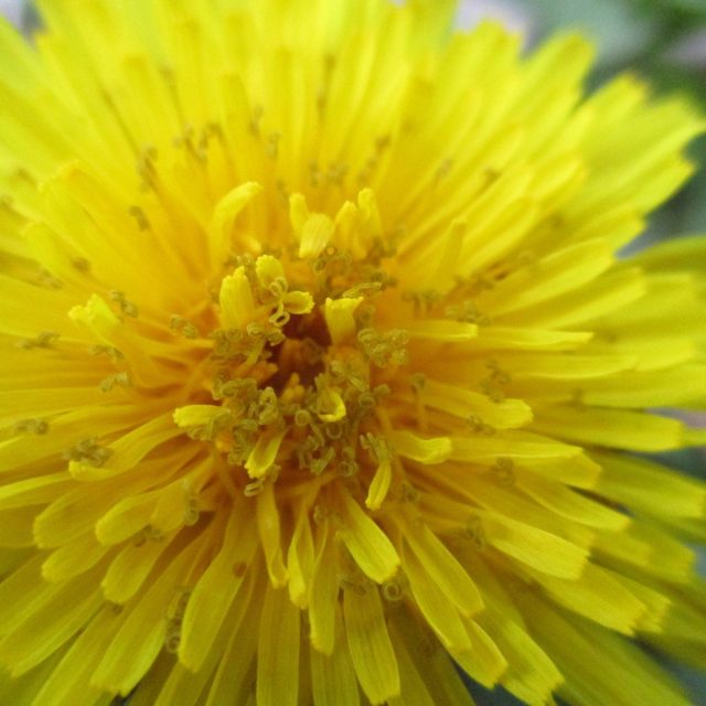 Front Yard Dandelion
