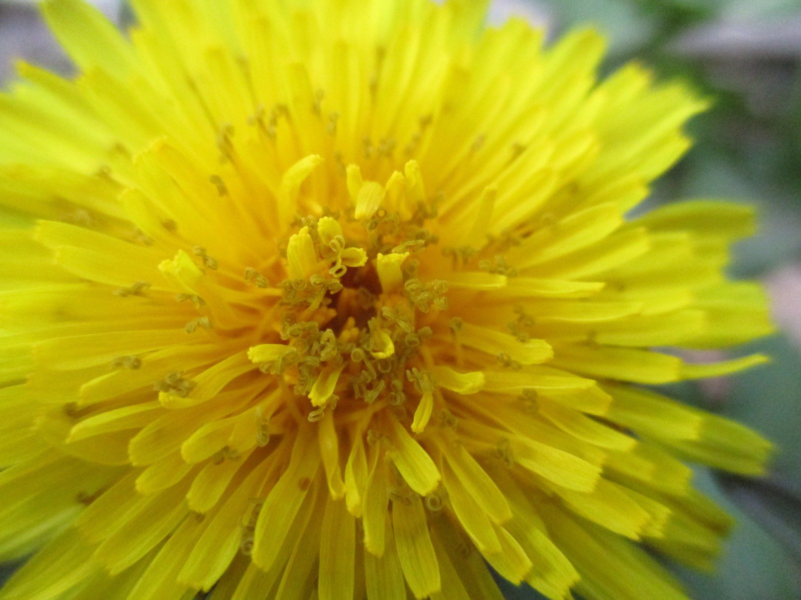 Front Yard Dandelion