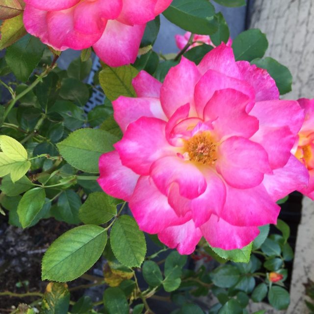 Rosey