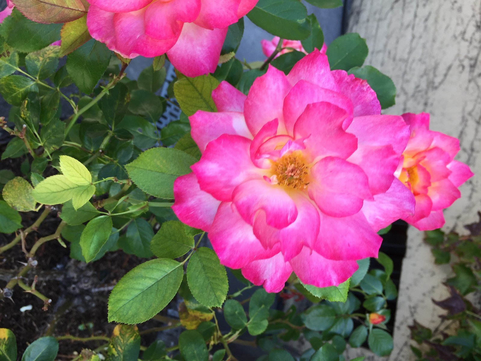 Rosey