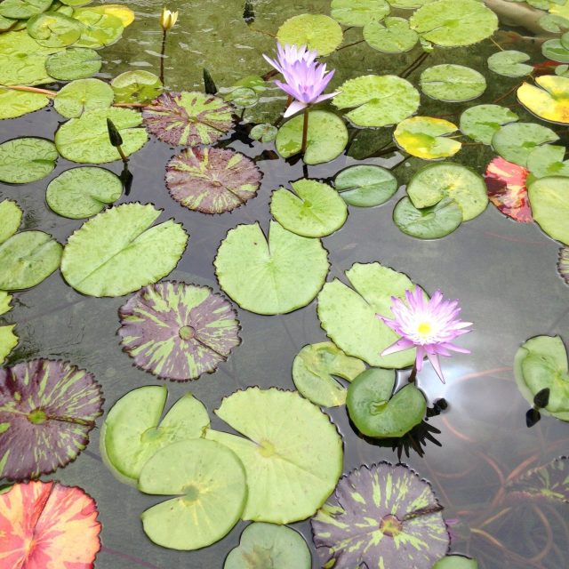 The Getty Villa