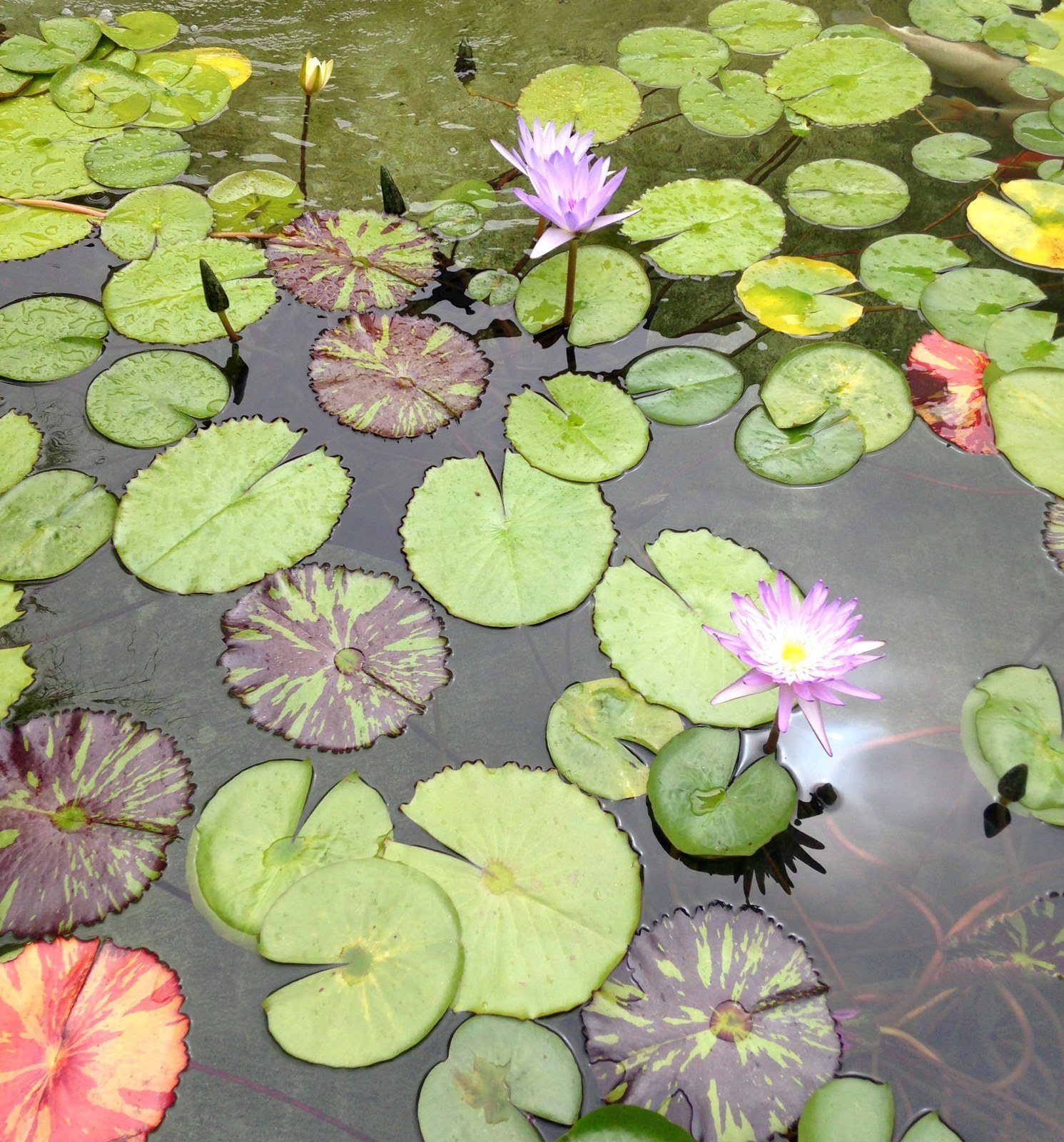 The Getty Villa