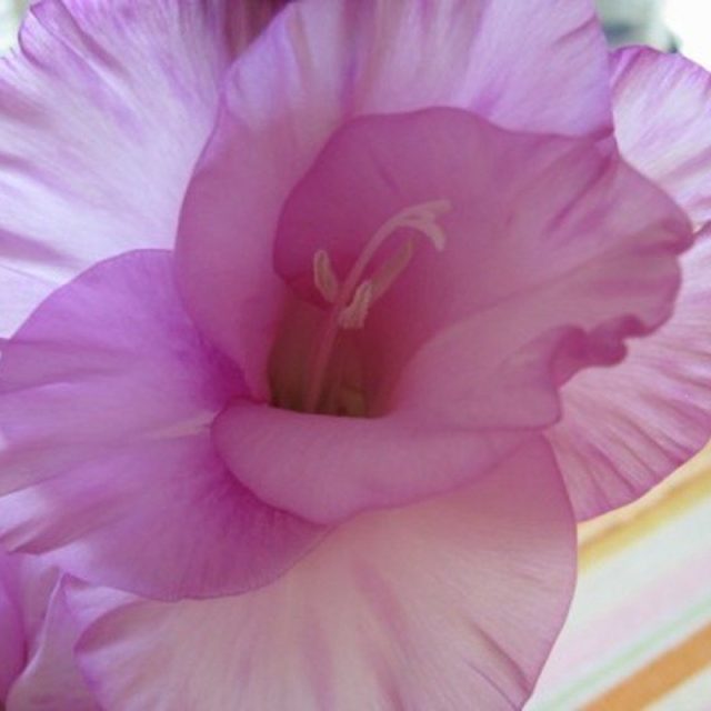 Silky Gladiola