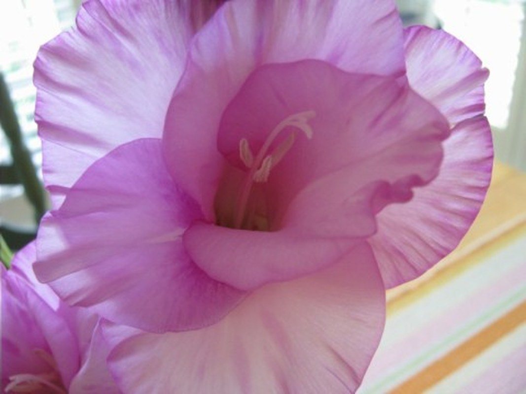 Silky Gladiola