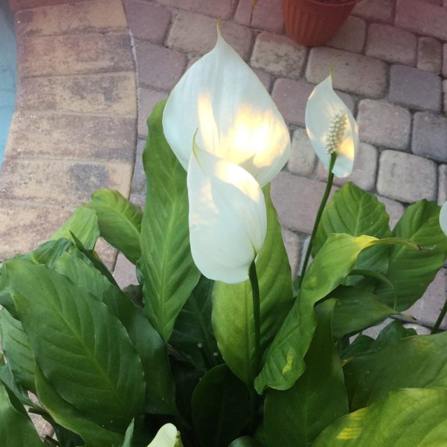 Peace Lily Catching Sunser