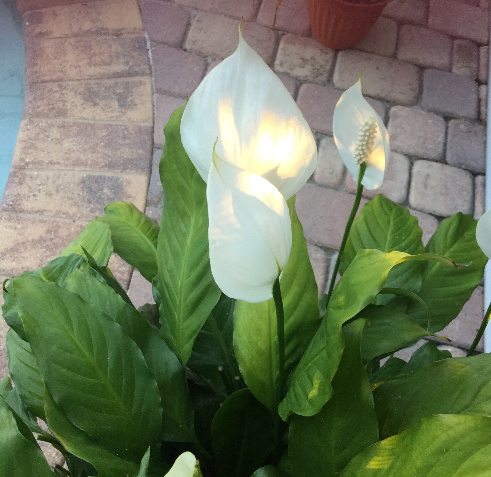 Peace Lily Catching Sunser
