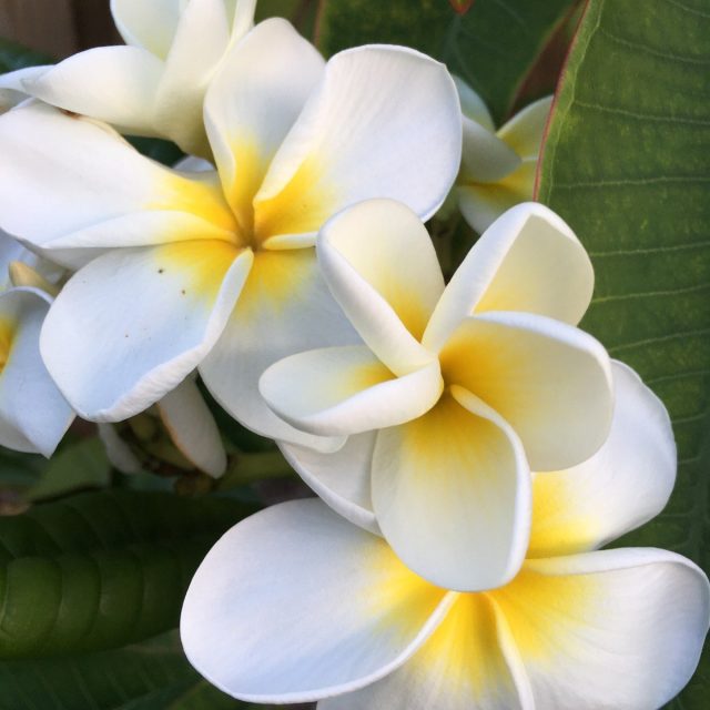 Plumeria' S Of Waverly Place