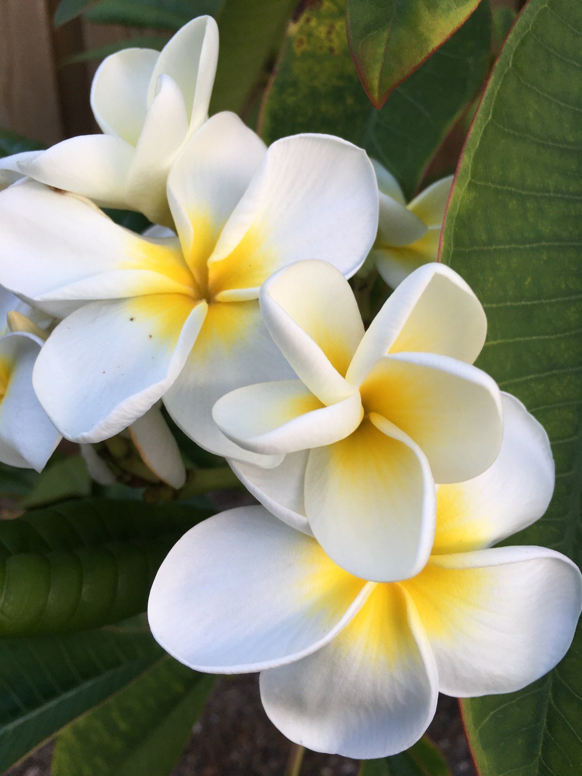 Plumeria' S Of Waverly Place