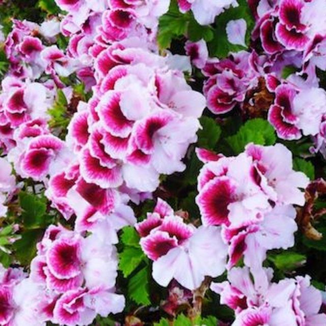 Pnik And Purple