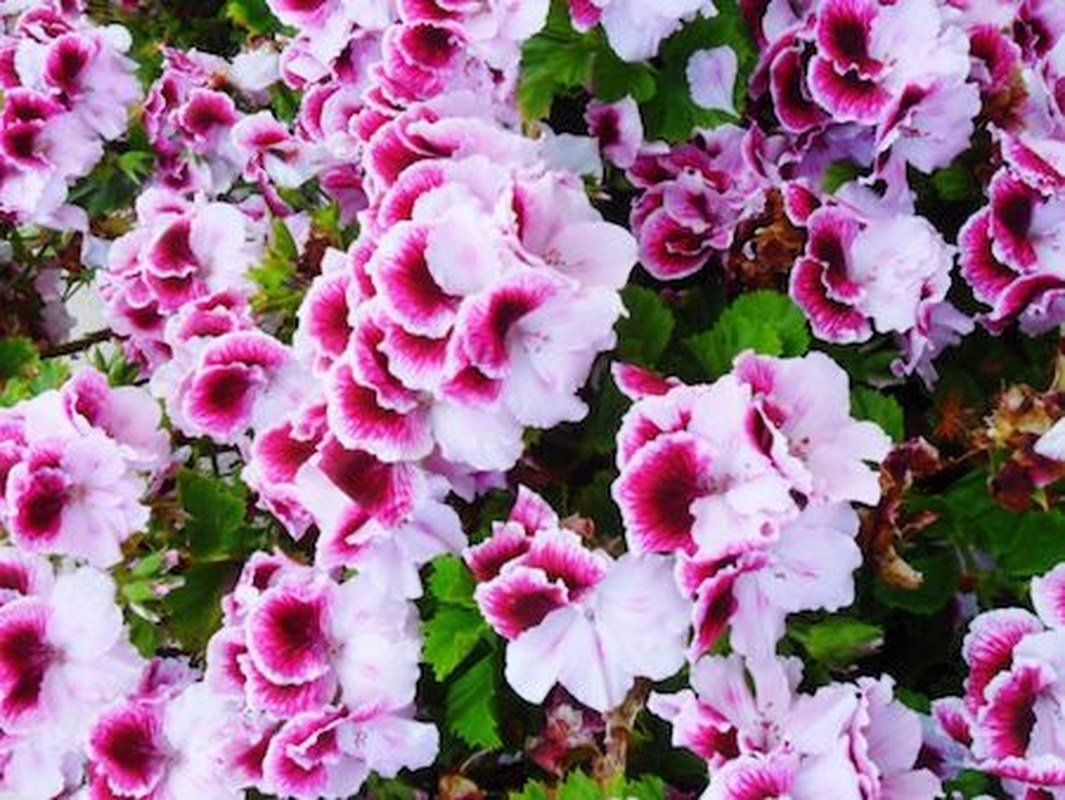 Pnik And Purple
