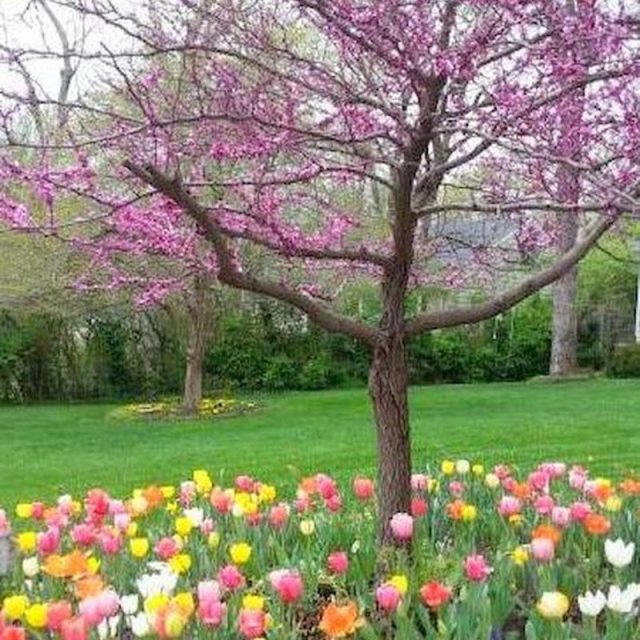 April Tulips