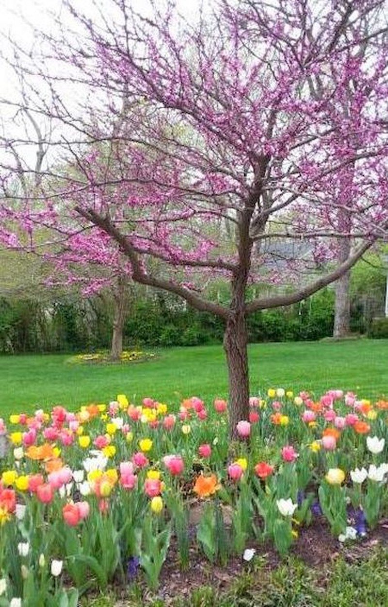 April Tulips
