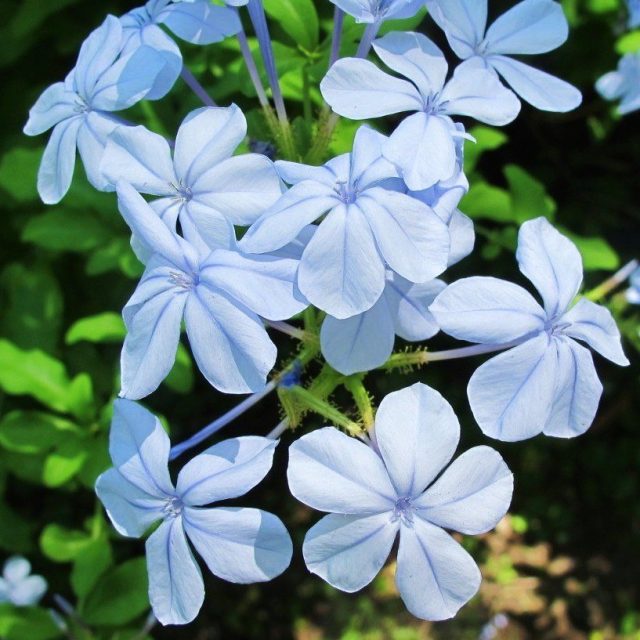 Soft Blue Plumbago