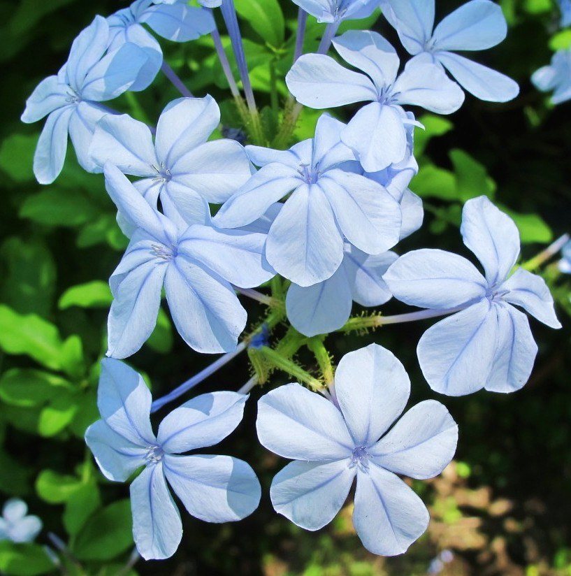 Soft Blue Plumbago