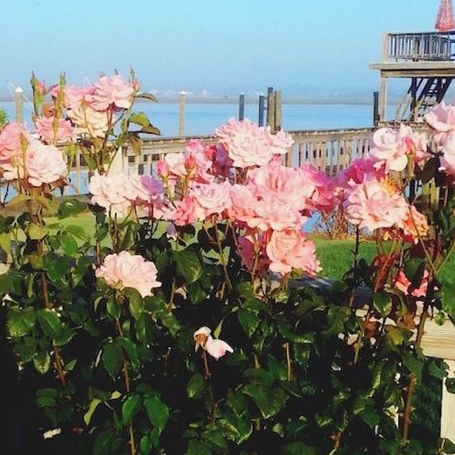 Beach Roses