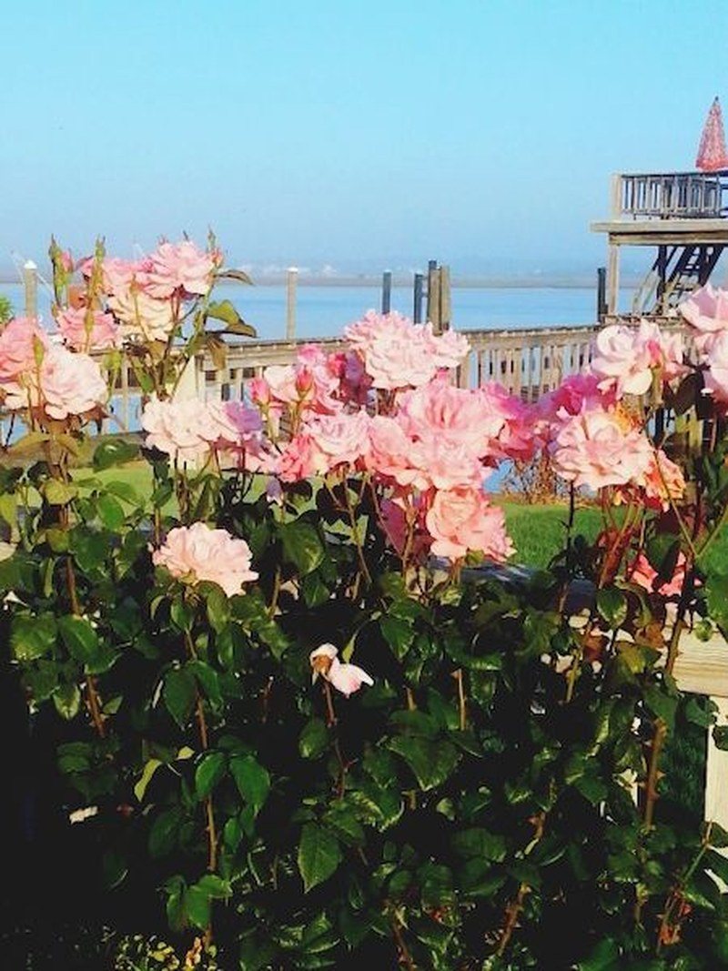 Beach Roses