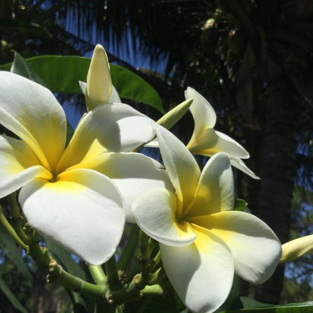 Summer Beauties